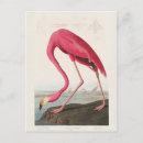 Search for audubon birds of america postcards John james audubon