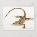 Search for species postcards Reptile
