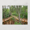 Search for canopy postcards Forest