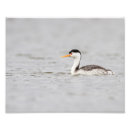 Search for grebe Animal