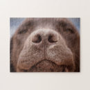 Search for chocolate labrador puzzles Pet