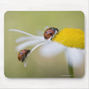 Search for daisy picture mousepads Animal