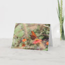 Search for backyard birds cards Wildlife