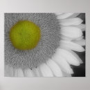 Search for black white sunflower art Nature