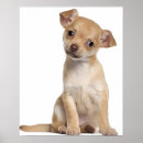 Search for looking old art Dog