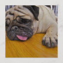 Search for too invitations Dog