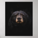 Search for brown bear posters Wildlife
