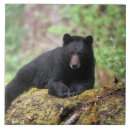Search for black bear tiles Ursus americanus