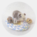Search for cavy stickers Pigs