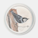 Search for breasted magnets Birds