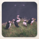 Search for puffin coasters Wildlife