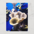 Search for nemos postcards Fish