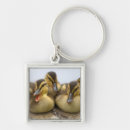 Search for aves key rings Animal