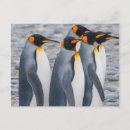 Search for inger postcards Penguin