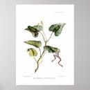 Search for tree frog posters Amphibian