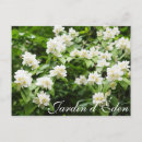 Search for jasmin cards invites White