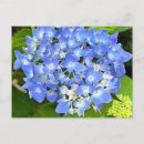 Search for hydrangea postcards Garden