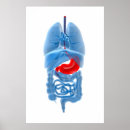 Search for internal organs posters Lung