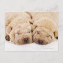 Search for dog sleeping postcards Lying down