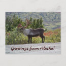 Search for caribe postcards Animals