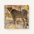 Search for looking around Cheetah spots