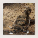 Search for lizard puzzles Nature