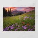 Search for crested butte postcards Flower
