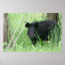 Search for wild hog posters Boar