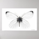 Search for black and white butterfly posters Vintage