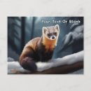 Search for pine marten Martes americana