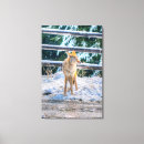 Search for coyote art Wildlife