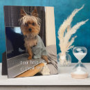 Search for teacup yorkie Yorkshire terrier
