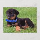 Search for rottweiler puppy postcards Rottweilers