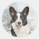Search for cardigan corgi stickers Pet