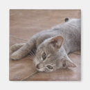 Search for lay photography Cat