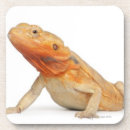 Search for reptile coasters Shells