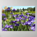 Search for iris garden posters Purple