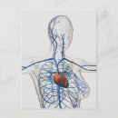 Search for circulatory system postcards Circulation