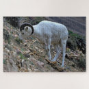 Search for sheep puzzles Wildlife