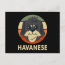 Search for havanese funny postcards Dog