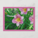 Search for daylily postcards Hemerocallis