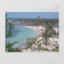 Search for bahia Tree