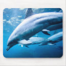 Search for dolphin picture electronics Sea