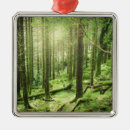 Search for forest christmas tree decorations Nature