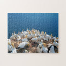 Search for sea birds puzzles Seagull