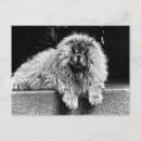 Search for chow chows postcards Canine