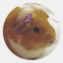 Search for cute guinea pig stickers Animals