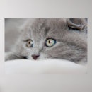 Search for looking away posters Kitten