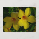 Search for buttercup postcards Yellow flowers