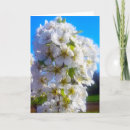 Search for pear tree cards Blossoms